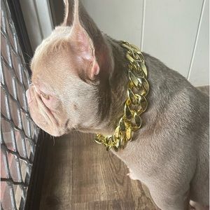 Custom made Gold plastic Pooch collar